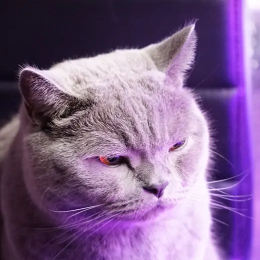 Котомодермем — Военкоры Telegram
