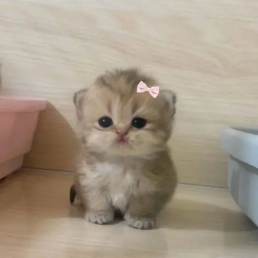 💖⋆｡°₊Пряничка☽˚⁺‧͙⁺💖 — Anime Telegram