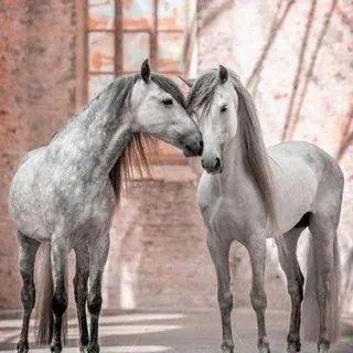 🕊Relax — Musik Telegram