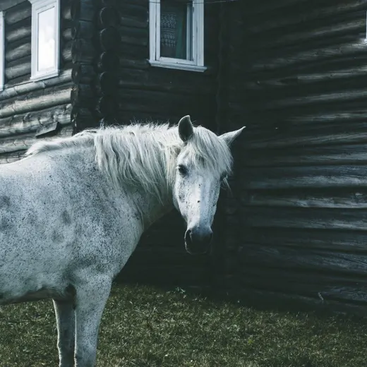 ФОЛК-КЕМП — News and Media Telegram