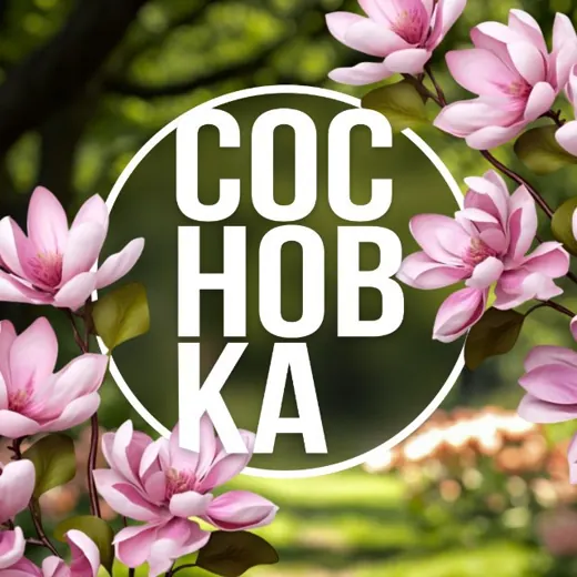 🌿 Институт СосновКа — Блоги Telegram