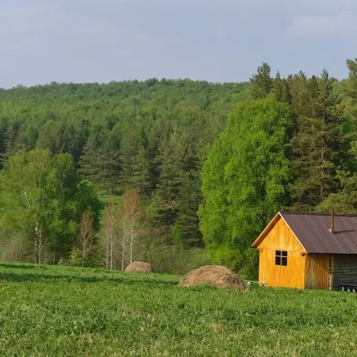 Девушка и Лес 🌱 — Блоги Telegram