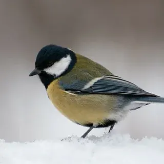 Птичка — Развитие, Обучение Telegram