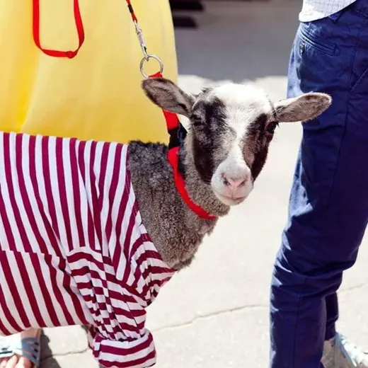 Будни московского барана — Блоги Telegram