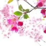 反差人妻／熟女乱伦／极品良家 — Для Взрослых Telegram