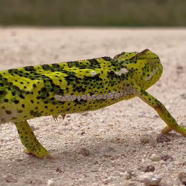 Кейптауниан, ЮАР 🇿🇦