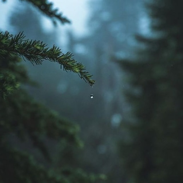 Petrichor