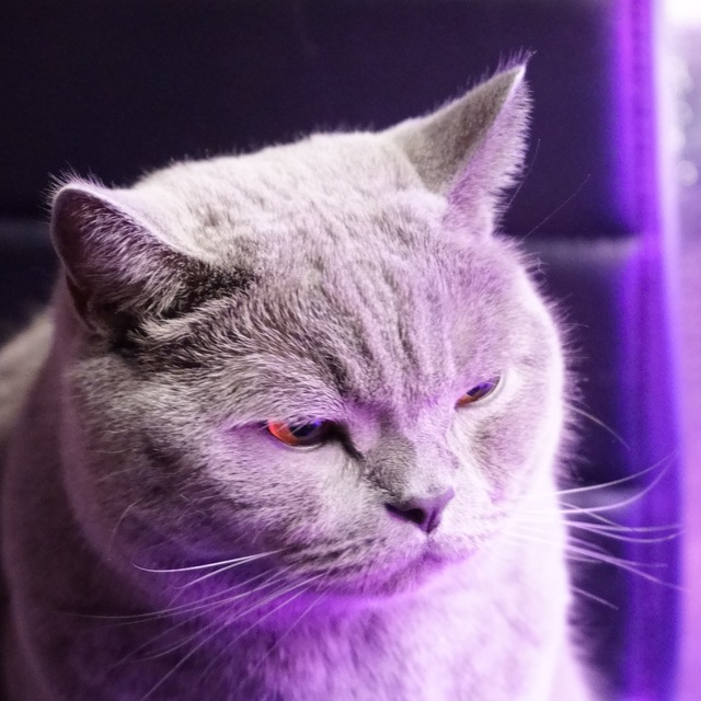 Котомодермем