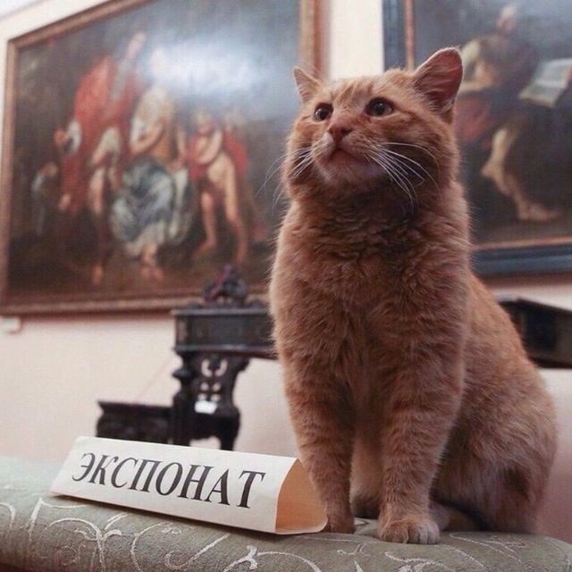Включённое смотрение