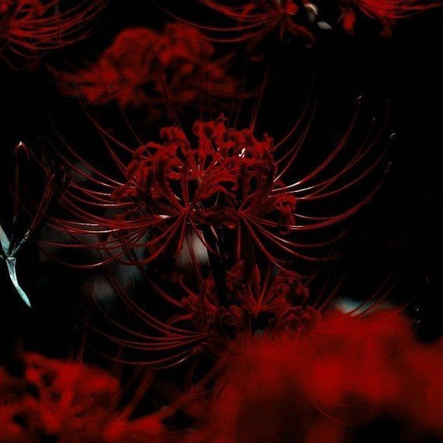 RedFemina Diary #УкрТґ