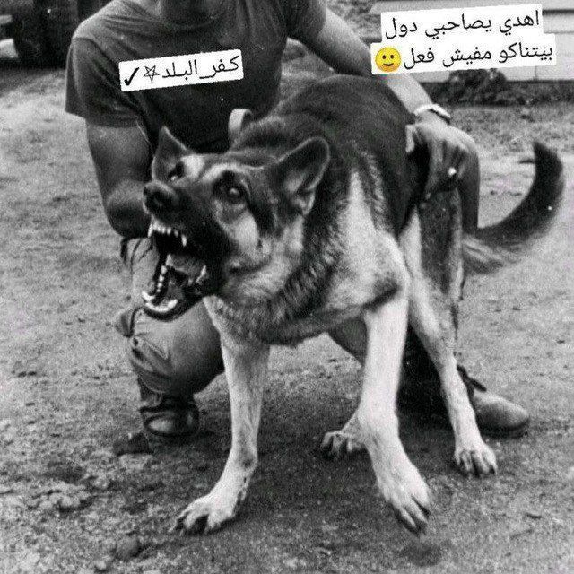 𓂀‌‌‏ ＥＬ؏ＲＥＫＡ🩸𓀎⤶